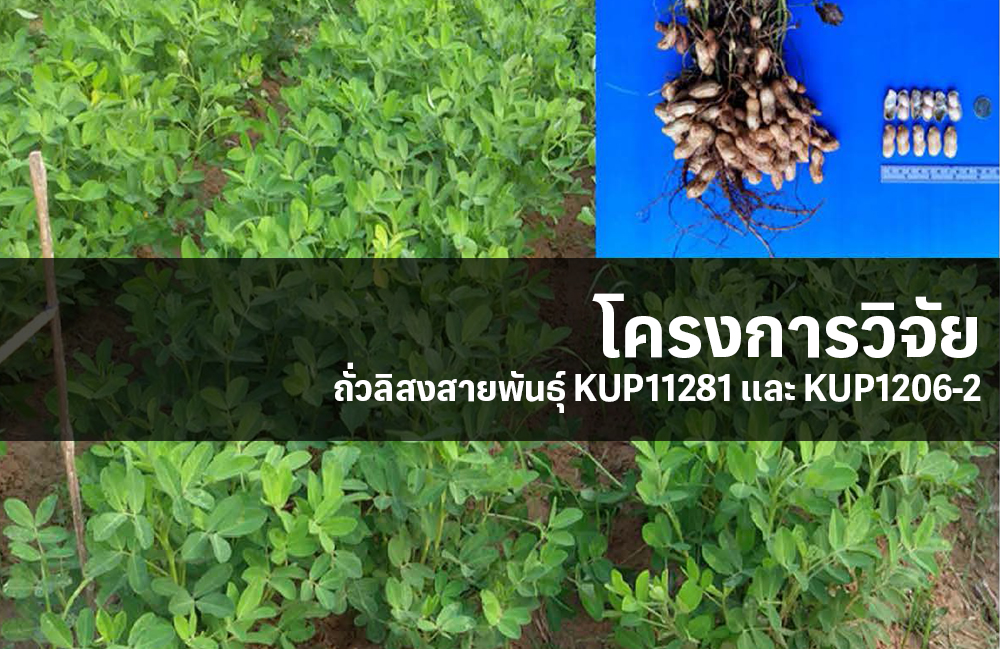 ถั่วลิสงสายพันธุ์ KUP11281 และ KUP1206-2