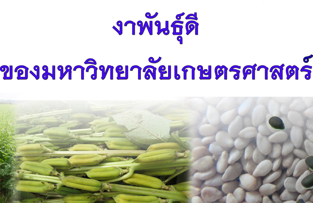 งาพันธุ์ดีของมหาวิทยาลัยเกษตรศาสตร์ ภาควิชาพืชไร่นา คณะเกษตร
