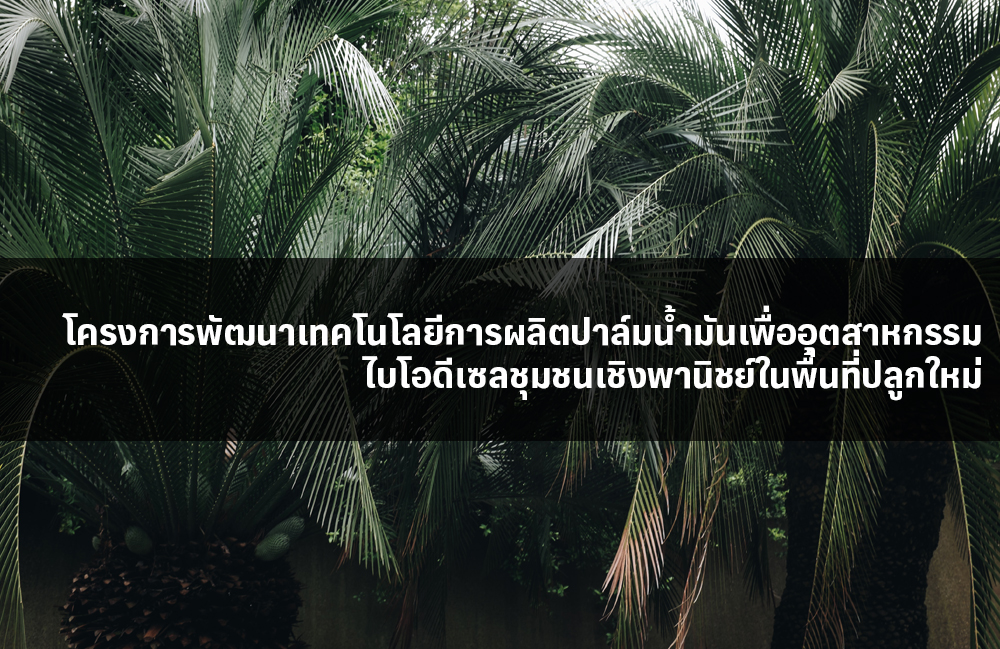 โครงการพัฒนาเทคโนโลยีการผลิตปาล์มน้ำมันเพื่ออุตสาหกรรมไบโอดีเซลชุมชนเชิงพานิชย์ในพื้นที่ปลูกใหม่