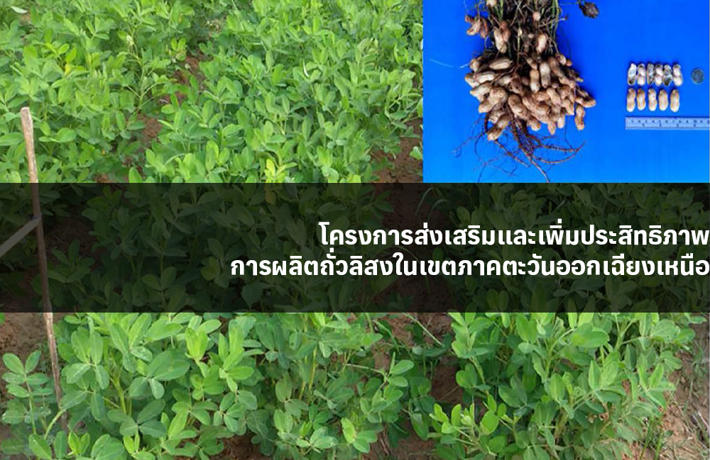 โครงการส่งเสริมและเพิ่มประสิทธิภาพการผลิตถั่วลิสงในเขตภาคตะวันออกเฉียงเหนือ